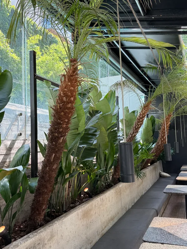 Palmeras y strelitzias en el cantero de hormigón del patio interno