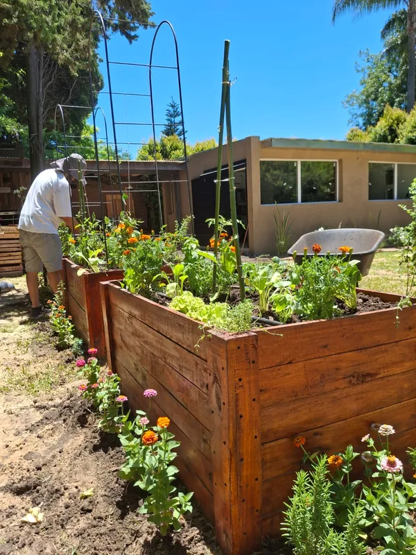Cajones de la huerta con verduras, copetes y zinnias mientras alguien trabaja en ellos