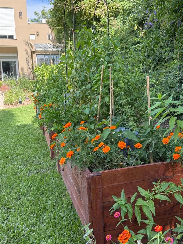 Cajón de la huerta con copetes naranjas en flor y tomateras cargadas de tomates verdes