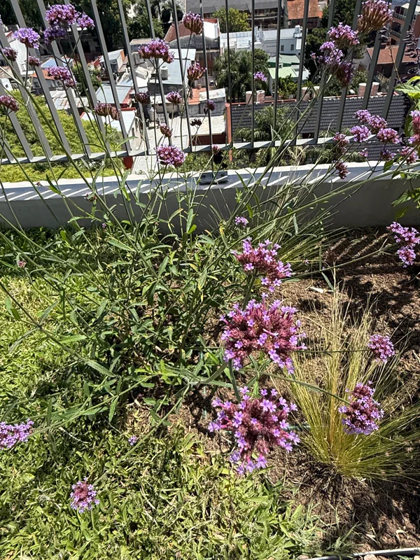 Verbenas en flor sobre gramíneas en una terraza con vista a la ciudad