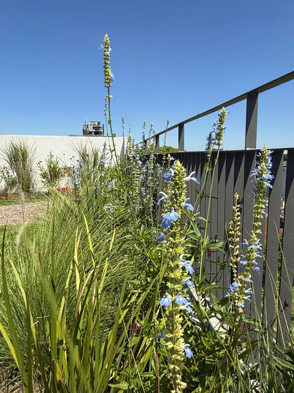 Salvias azules y gramíneas contra la baranda gris de una terraza