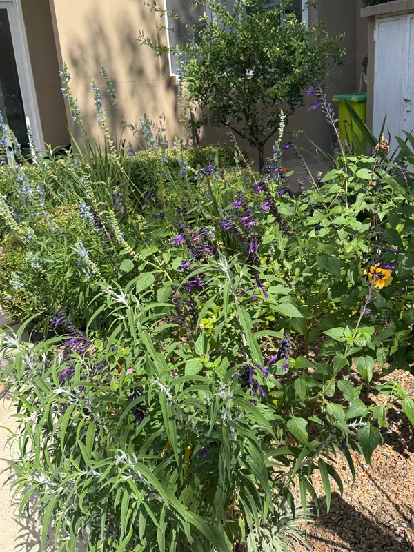 Salvias violetas y un limonero en un cantero junto a la casa