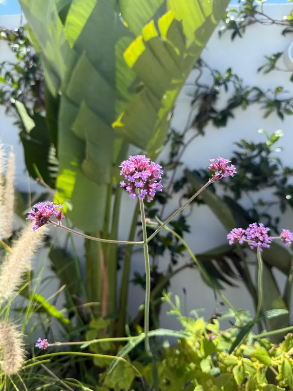 Verbenas y penachos de pennisetum delante de una strelitzia