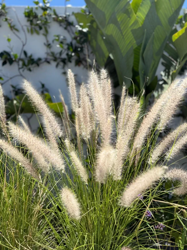 Penachos claros de pennisetum contra el muro blanco