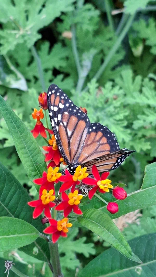 Mariposa monarca posada sobre flores rojas y amarillas de asclepias